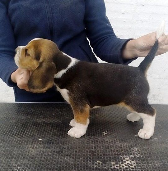 de la Magie de l'Argoat - Beagle - Portée née le 05/04/2018