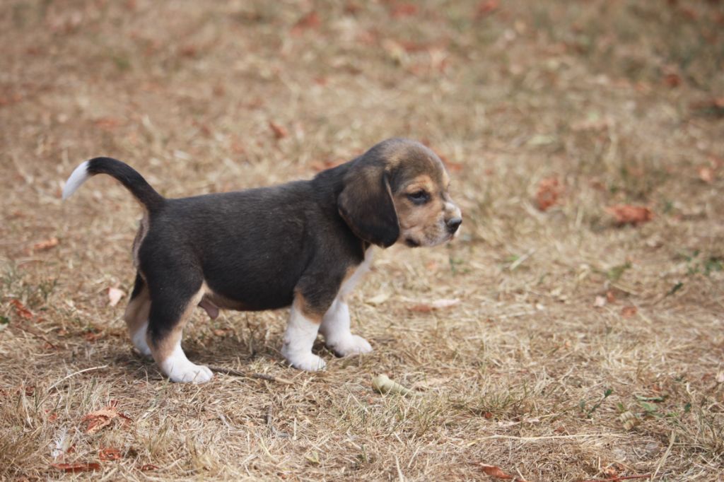 de la Magie de l'Argoat - Chiots disponibles - Beagle