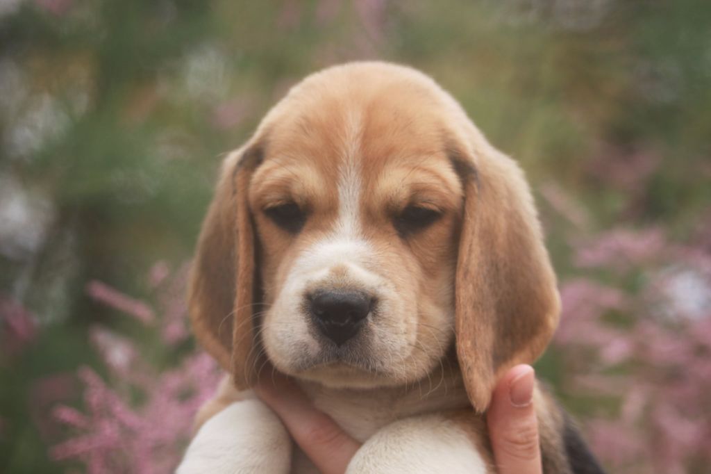 de la Magie de l'Argoat - Chiots disponibles - Beagle