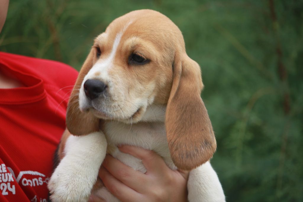 de la Magie de l'Argoat - Chiots disponibles - Beagle