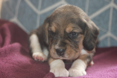 Chiot N°8