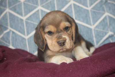Chiot N°5