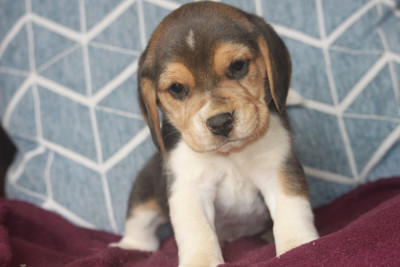Chiot N°1