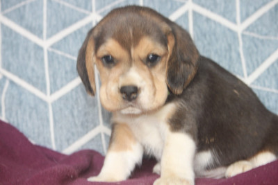 Chiot N°3