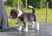 CHIOT