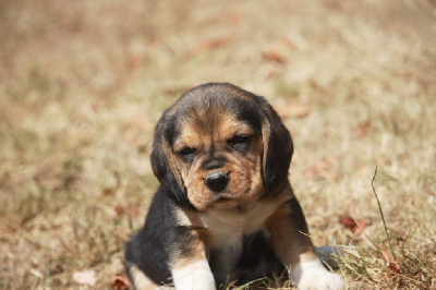 CHIOT 5