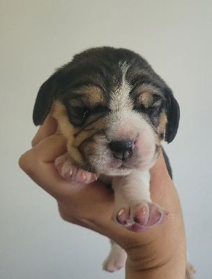 CHIOT