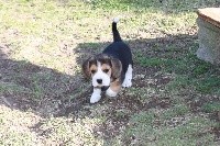 CHIOT