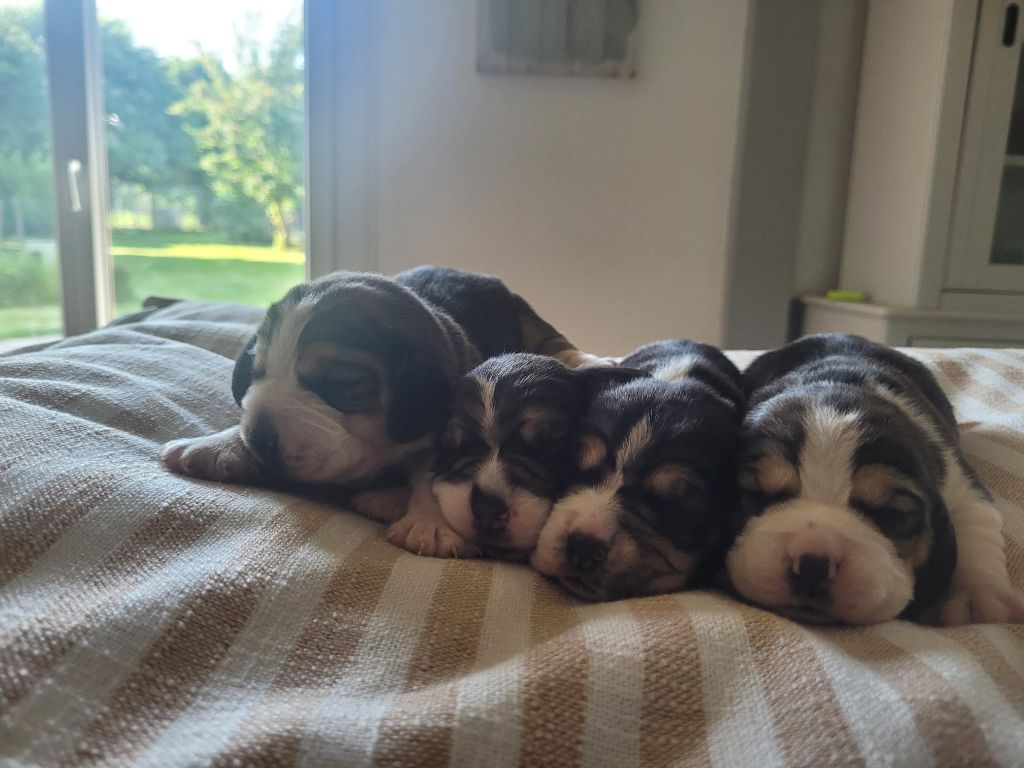 de la Magie de l'Argoat - Chiots disponibles - Beagle