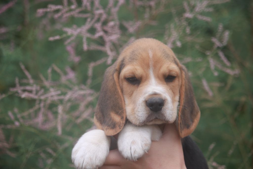 de la Magie de l'Argoat - Chiots disponibles - Beagle