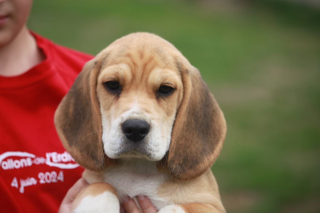 de la Magie de l'Argoat - Chiots disponibles - Beagle
