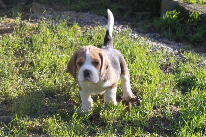 de la Magie de l'Argoat - Beagle - Portée née le 30/11/2014
