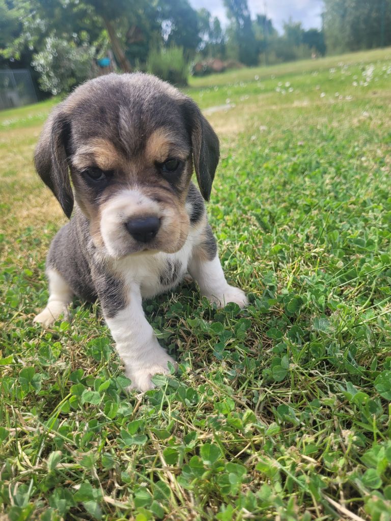 de la Magie de l'Argoat - Chiots disponibles - Beagle