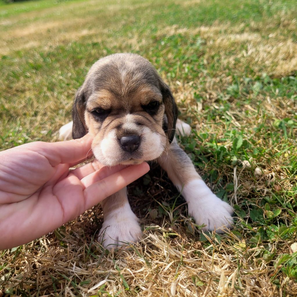 de la Magie de l'Argoat - Chiots disponibles - Beagle